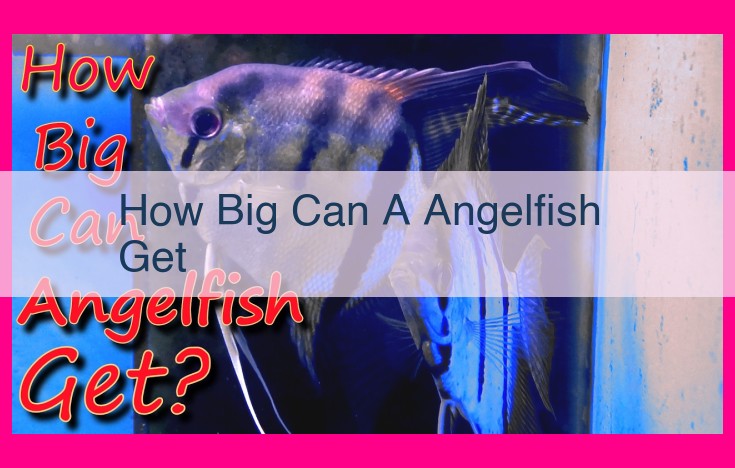 how big can a angelfish get