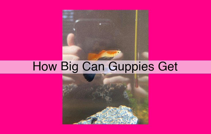 how big can guppies get