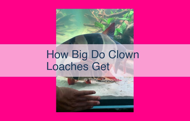 how big do clown loaches get