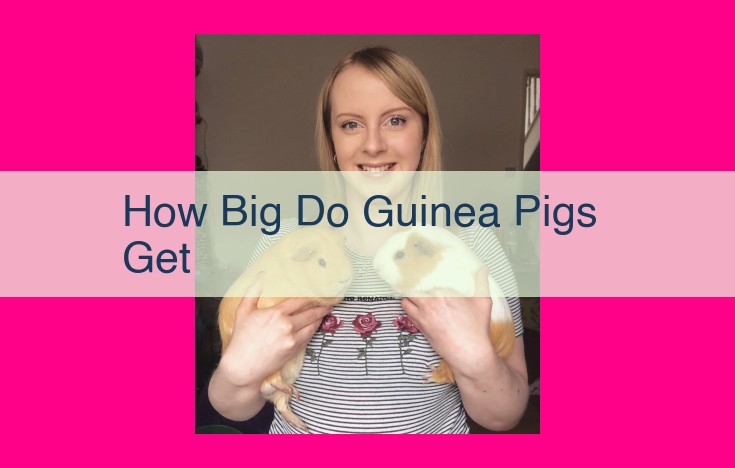 how big do guinea pigs get