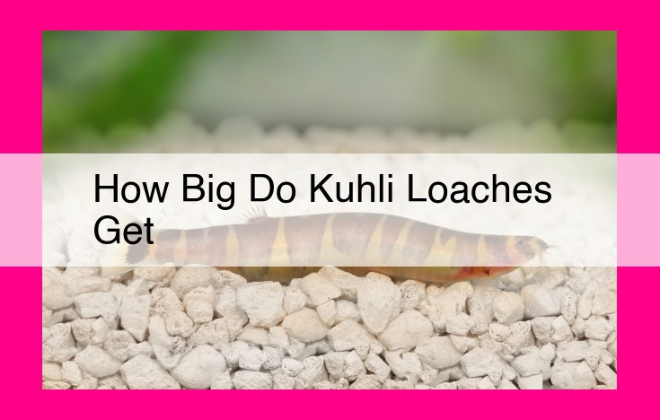 how big do kuhli loaches get