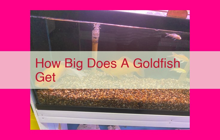 how big does a goldfish get