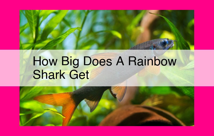 how big does a rainbow shark get