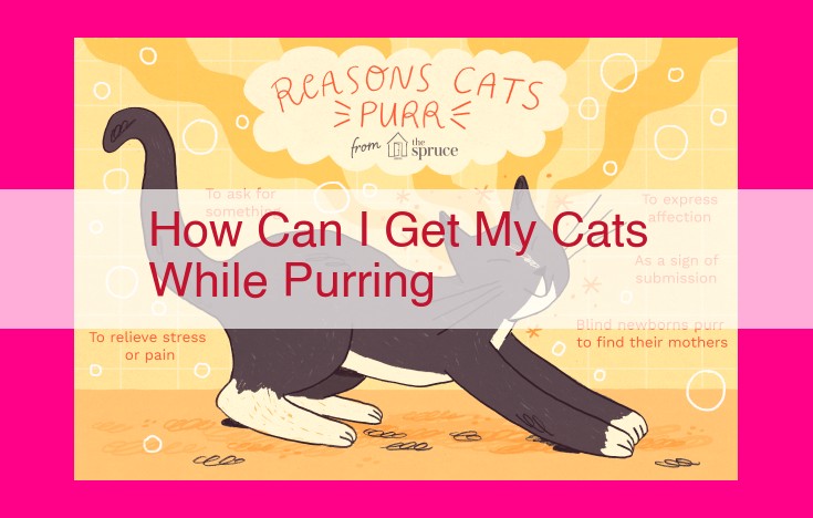 how can i get my cats while purring