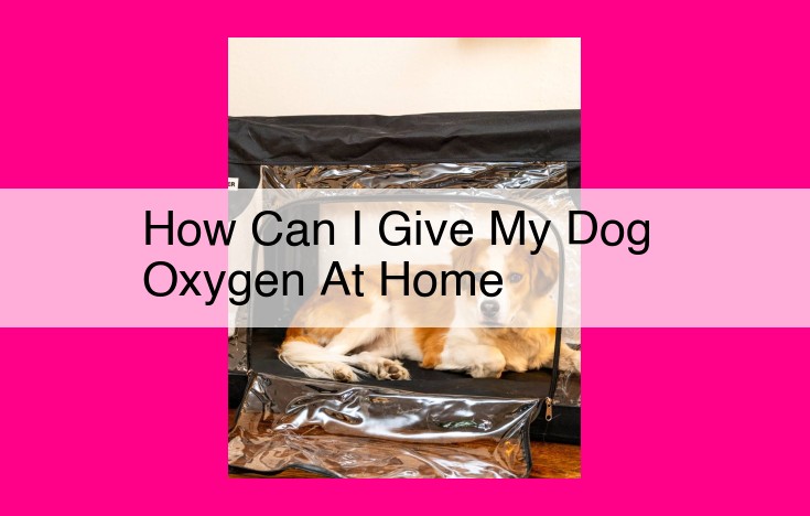 how can i give my dog oxygen at home