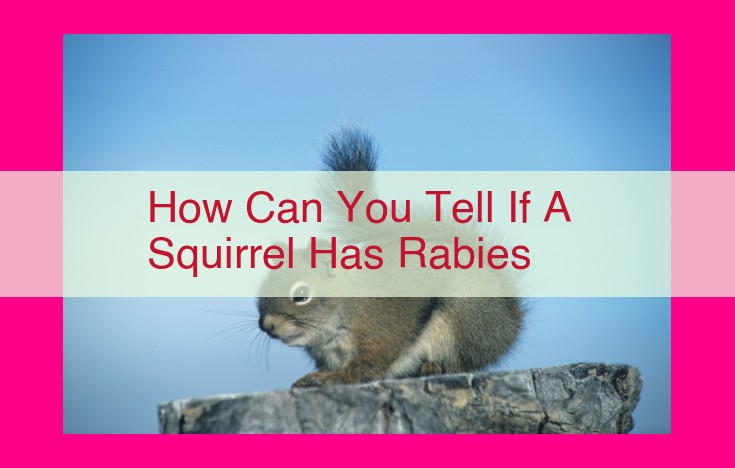 how can you tell if a squirrel has rabies