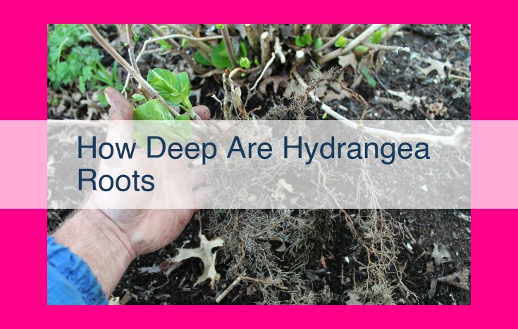 how deep are hydrangea roots