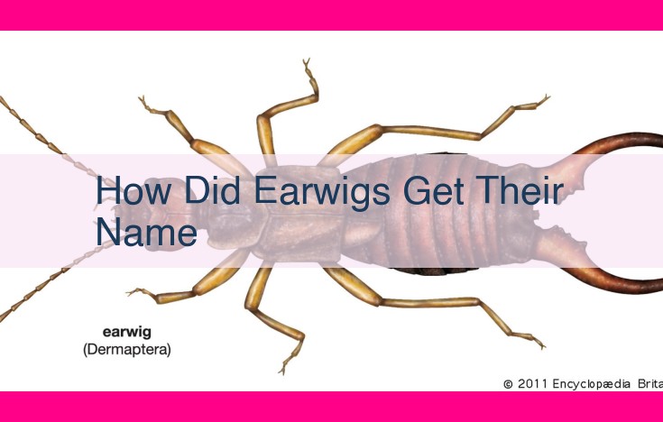 how did earwigs get their name