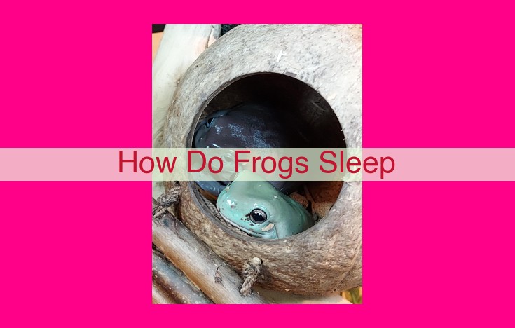 how do frogs sleep