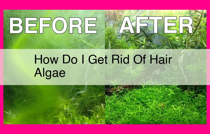 how do i get rid of hair algae