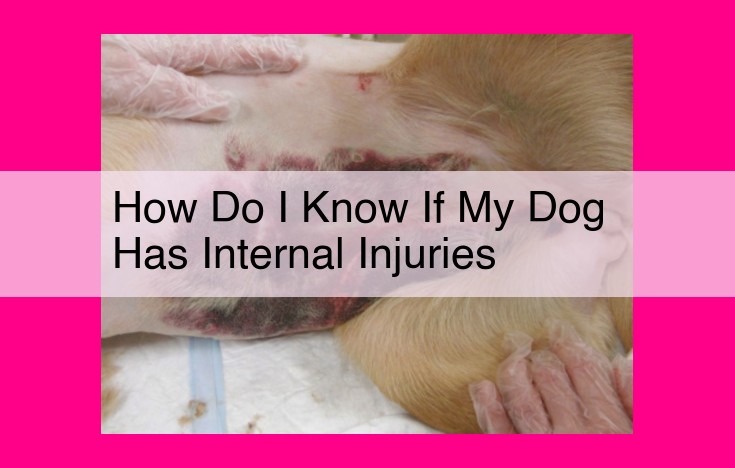 how do i know if my dog has internal injuries