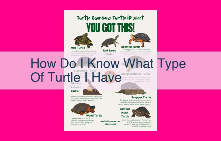 how do i know what type of turtle i have