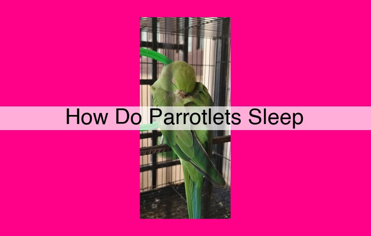 how do parrotlets sleep