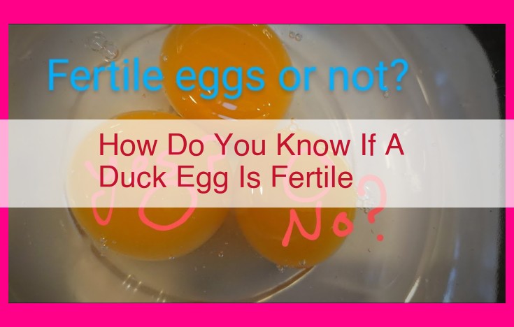 how do you know if a duck egg is fertile