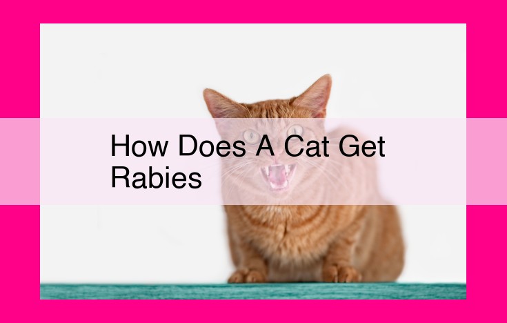 how does a cat get rabies