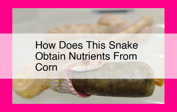 how does this snake obtain nutrients from corn