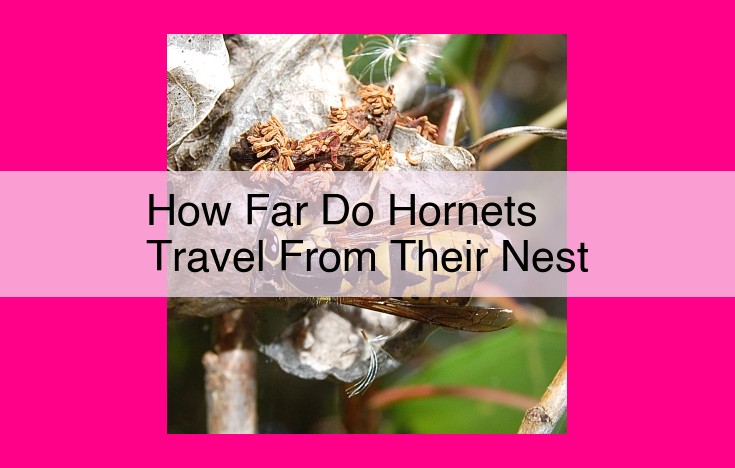 how far do hornets travel from their nest