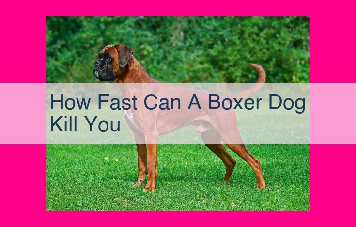 how fast can a boxer dog kill you