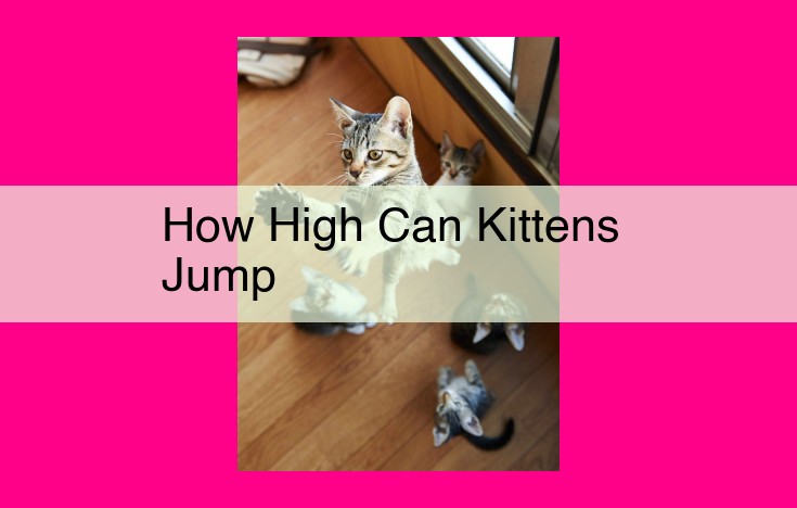 how high can kittens jump