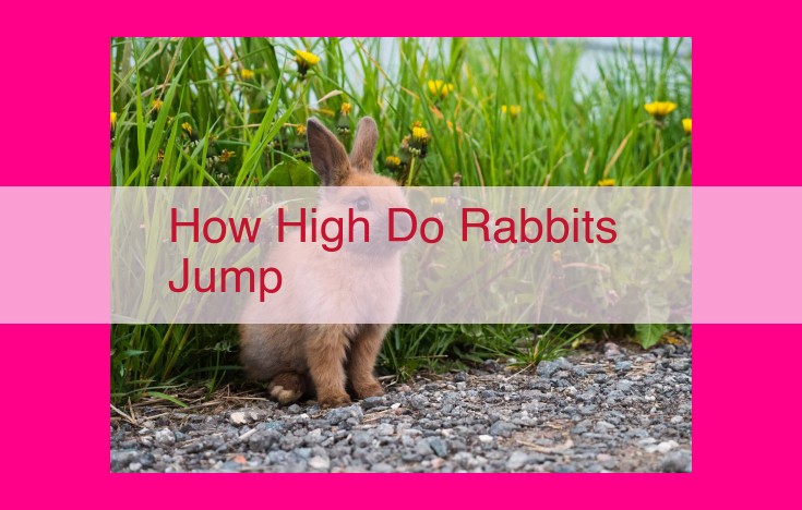 how high do rabbits jump