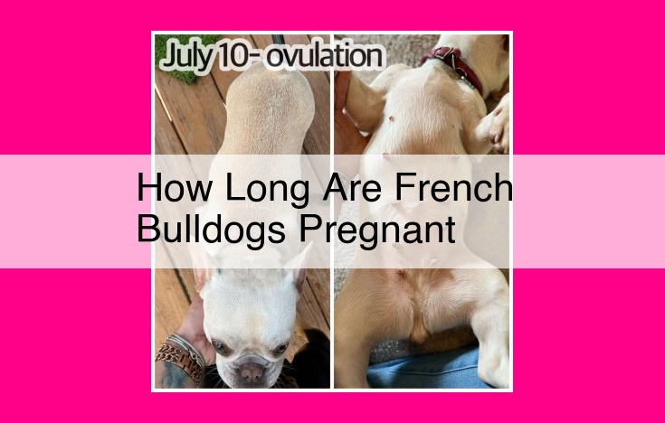 how long are french bulldogs pregnant