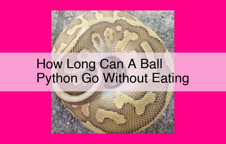 how long can a ball python go without eating