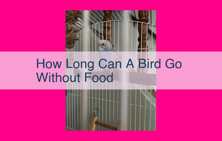 how long can a bird go without food