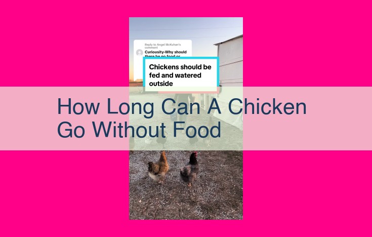 how long can a chicken go without food