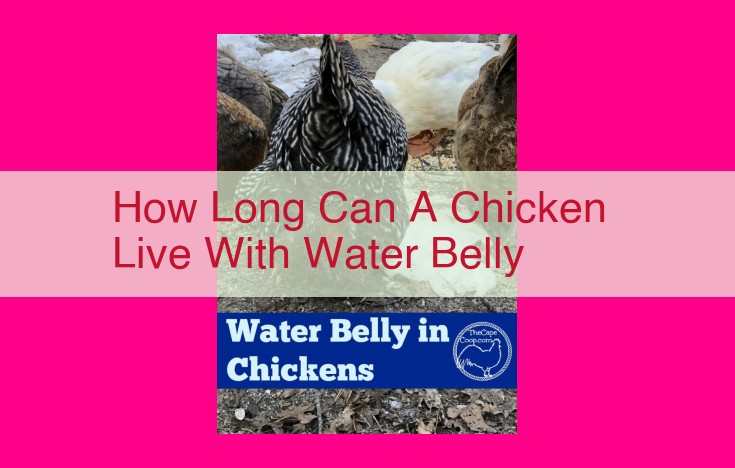 how long can a chicken live with water belly