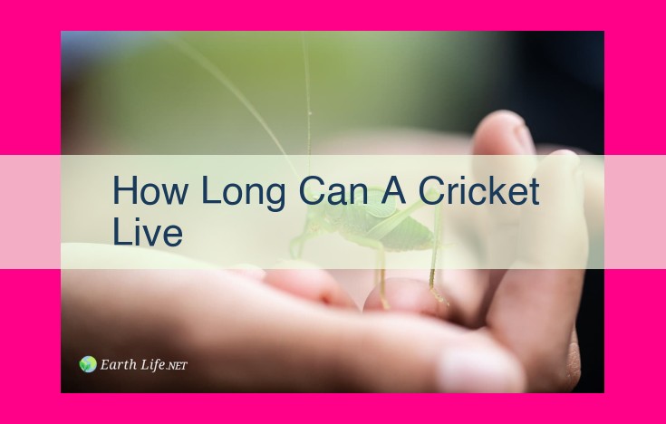 how long can a cricket live