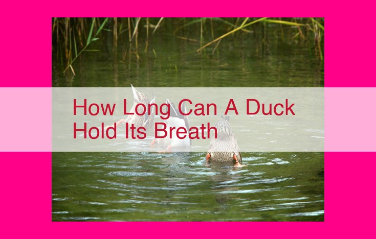 how long can a duck hold its breath