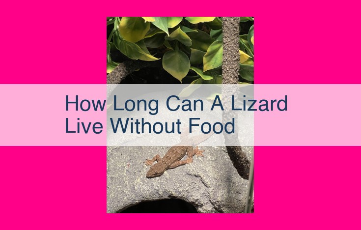 how long can a lizard live without food