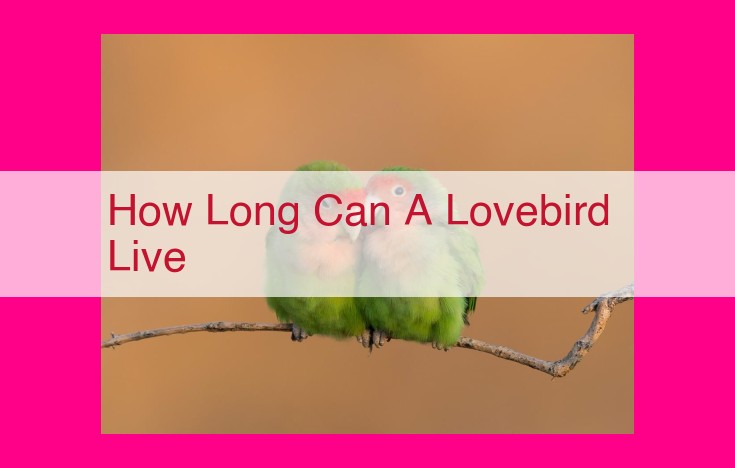 how long can a lovebird live