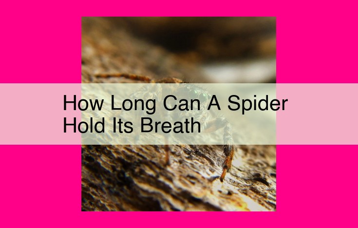 how long can a spider hold its breath