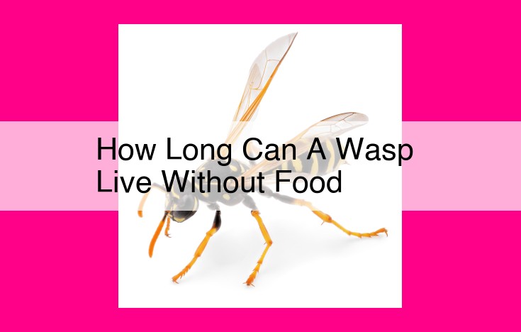 how long can a wasp live without food