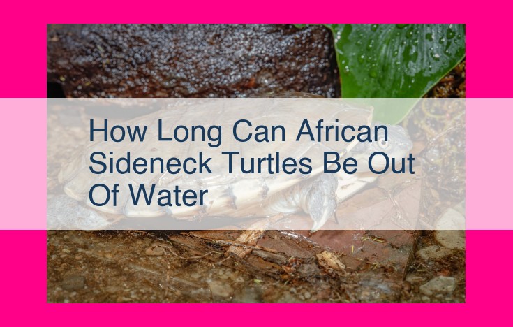 how long can african sideneck turtles be out of water