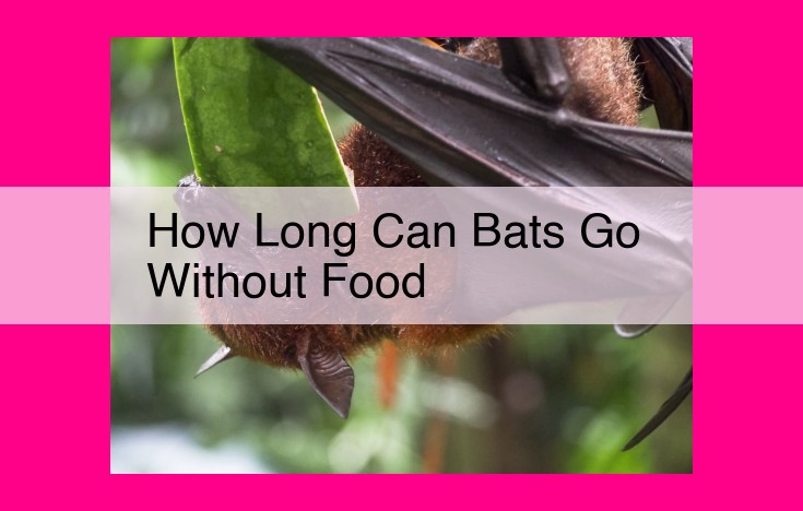 how long can bats go without food