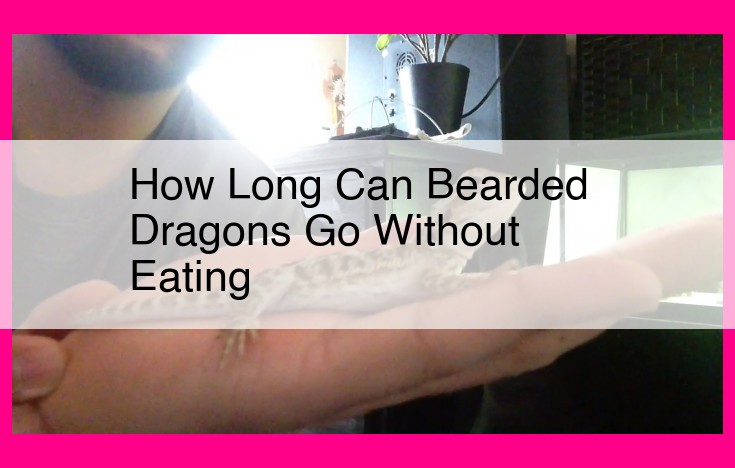 how long can bearded dragons go without eating