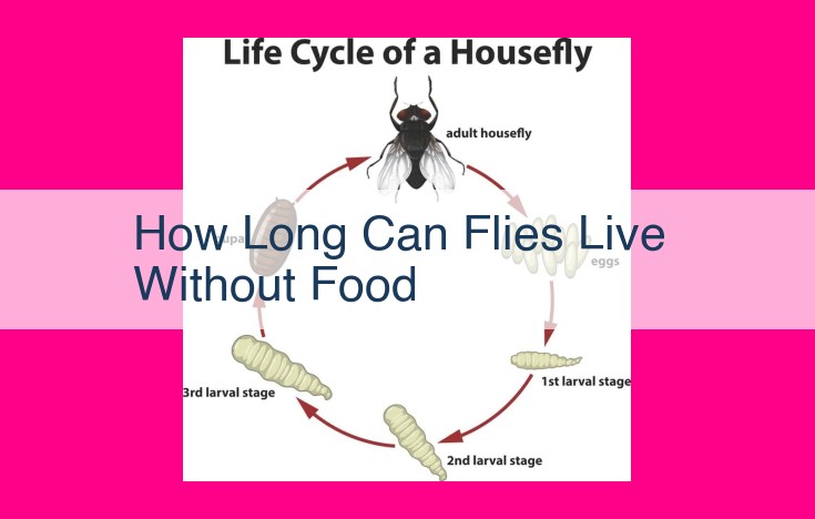 how long can flies live without food