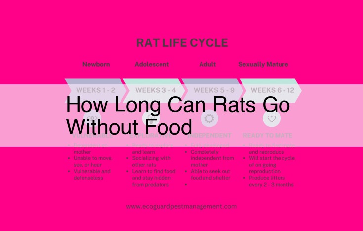 how long can rats go without food