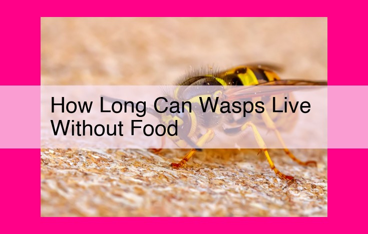 how long can wasps live without food