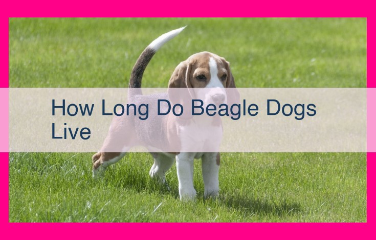 how long do beagle dogs live