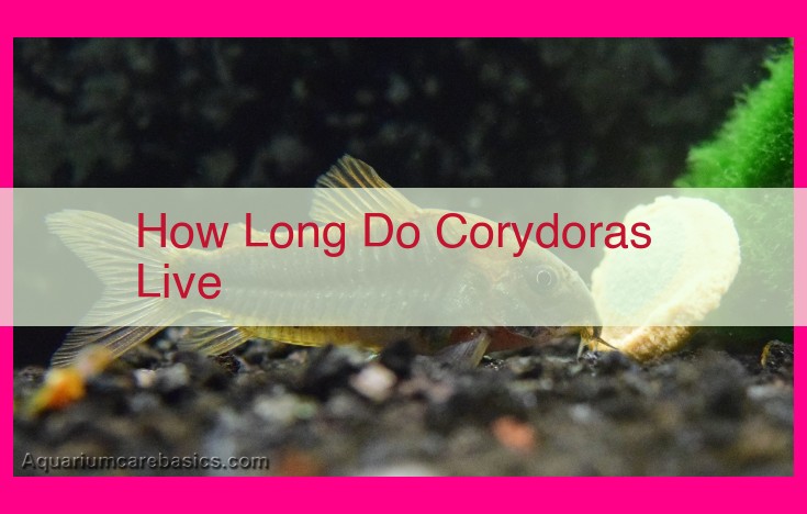 how long do corydoras live