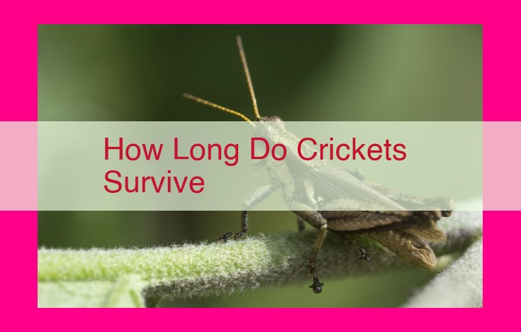 how long do crickets survive