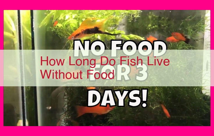 how long do fish live without food