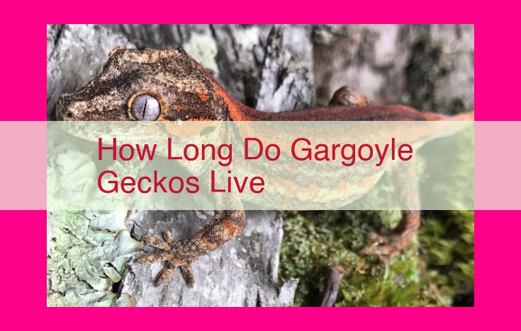 how long do gargoyle geckos live