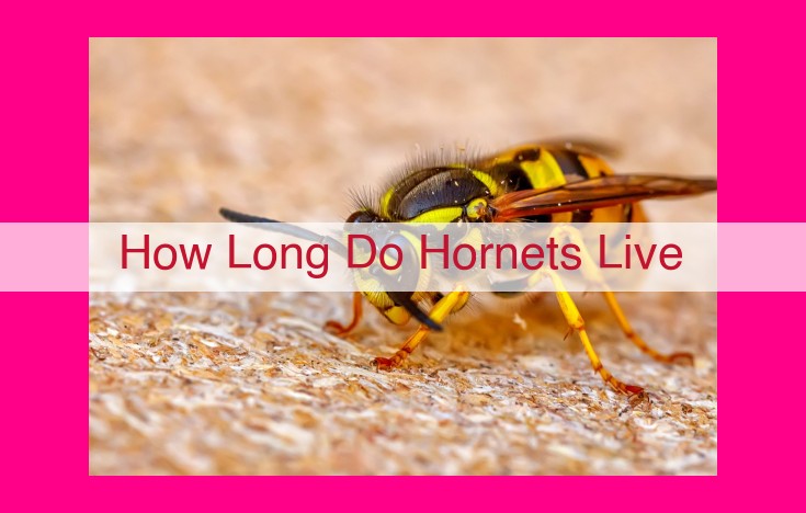 how long do hornets live