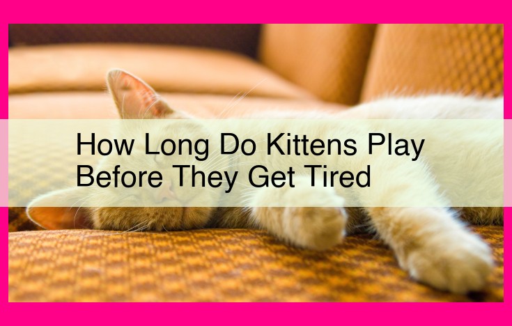 how long do kittens play before they get tired