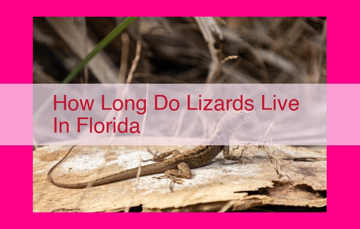 how long do lizards live in florida