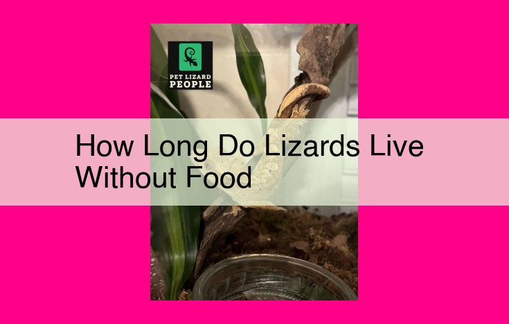 how long do lizards live without food